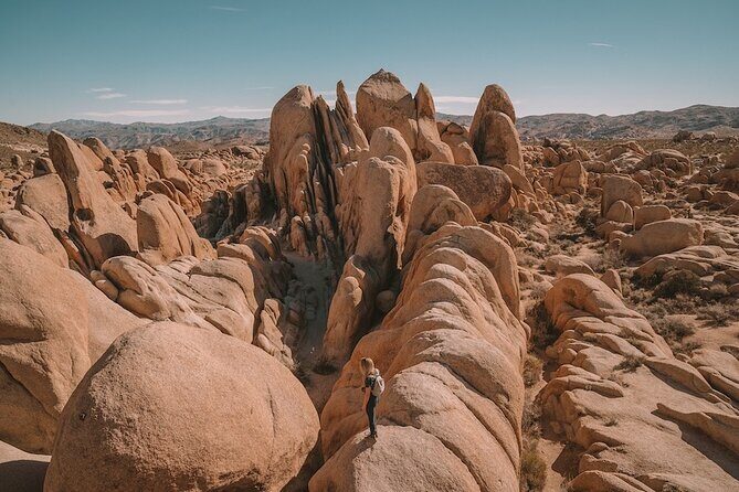 Private Day Tour to Joshua Tree National Park from San Diego - A Full Look at the Experience