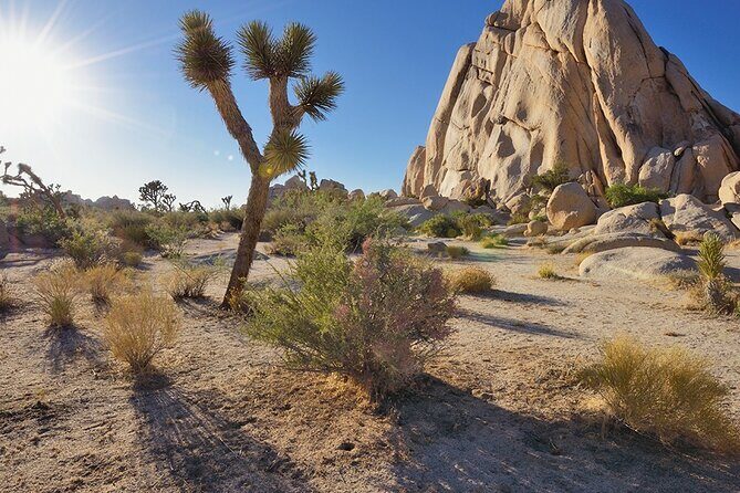 Private Day Tour to Joshua Tree National Park from San Diego - Price and Value