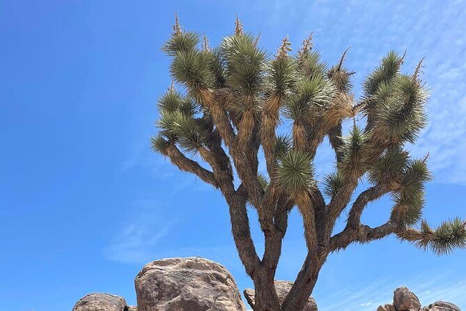 Private Day Tour to Joshua Tree National Park from San Diego - Final Thoughts