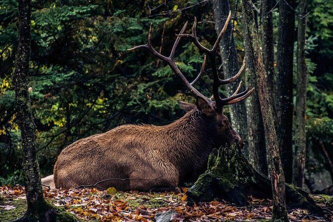 Private day tour to wildlife Parc Omega and Montebello lodge from Montreal - FAQ