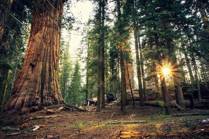 Private Day Tour to Yosemite National Park - Who Should Consider This Tour?