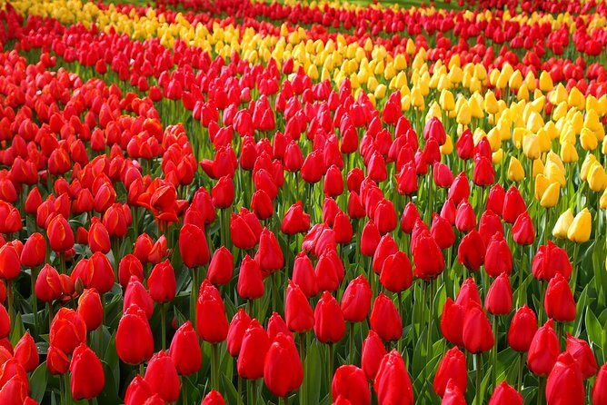 Private Day Trip from Amsterdam to Keukenhof with Entrance Tickets - Discovering the Beauty of Keukenhof with a Private Day Trip from Amsterdam