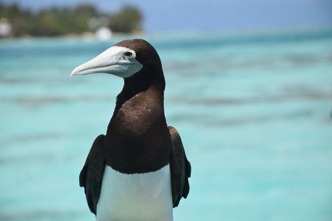 Private Day Trip Hike and Boat in Moorea - FAQ