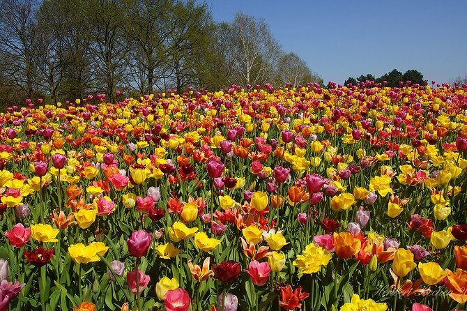 Private Day Trip to Keukenhof Gardens with Entrance Tickets - The Cost and What You’re Getting