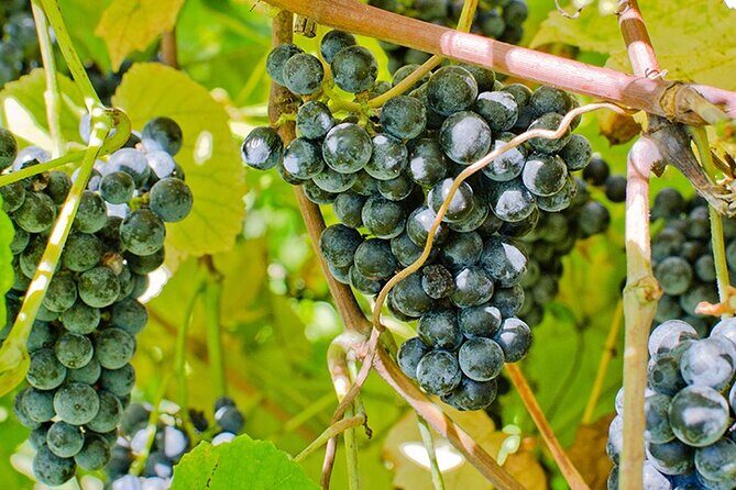 Private Day Trip to Missouri Wine Country - The Sum Up