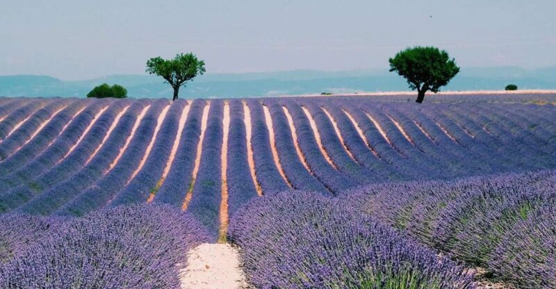 Private Day Trip to Provence and Lavender Fields - Is This Tour Worth It?