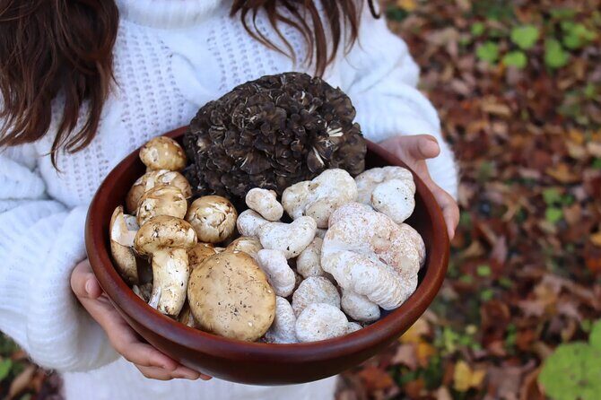 Private Daytrip for Truffle Mushroom Foraging and Wine Tasting - Key Points