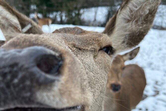 Private Deer Park Tour and Day Out in Leek - Introduction