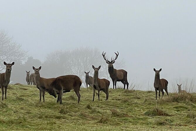 Private Deer Park Tour and Day Out in Leek - The Experience in Detail