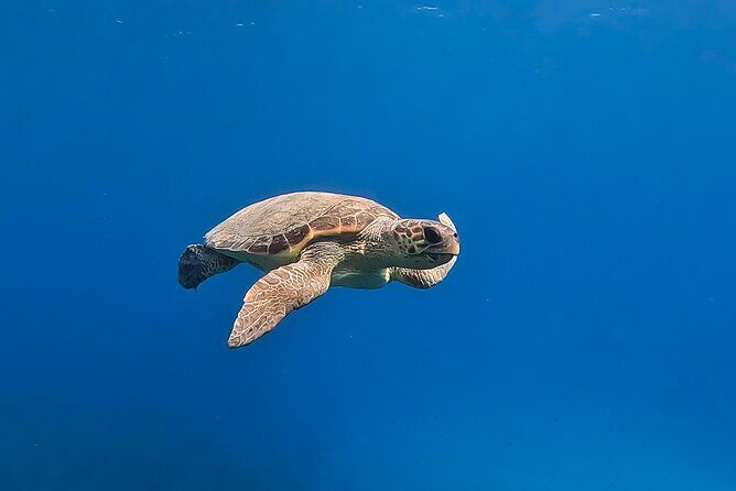 Private Discover Scuba Diving Experience in Messinia - What to Expect from the Experience