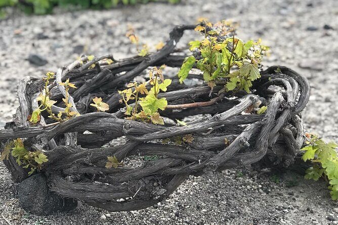 Private Discovery Tour with Wine Tasting - Akrotiri - Red beach - What Does the Tour Really Offer?