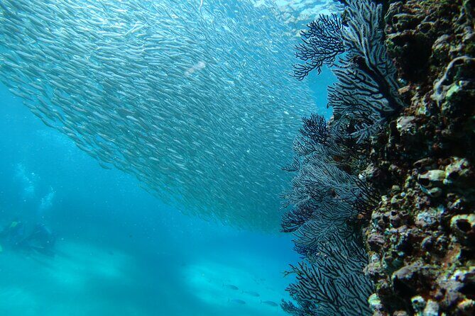 Private Dive Boat for Certified Divers - Cabo San Lucas - Equipment and Additional Costs
