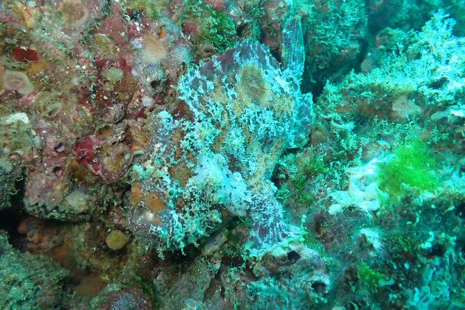 Private Dive Boat for Certified Divers - Cabo San Lucas - Who Will Love This Tour?