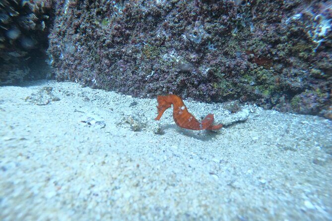 Private Dive Boat for Certified Divers - Cabo San Lucas - Final Thoughts