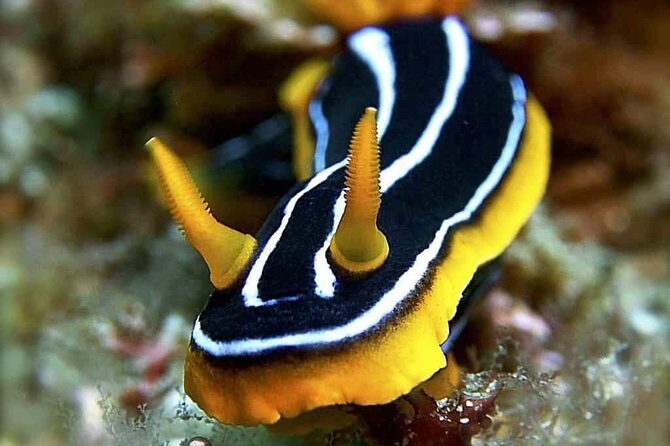 Private Diving at Zenobia Wreck in Larnaka - Who Should Book This Tour?