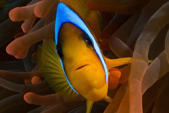 Private Diving at Zenobia Wreck in Larnaka - Additional Details