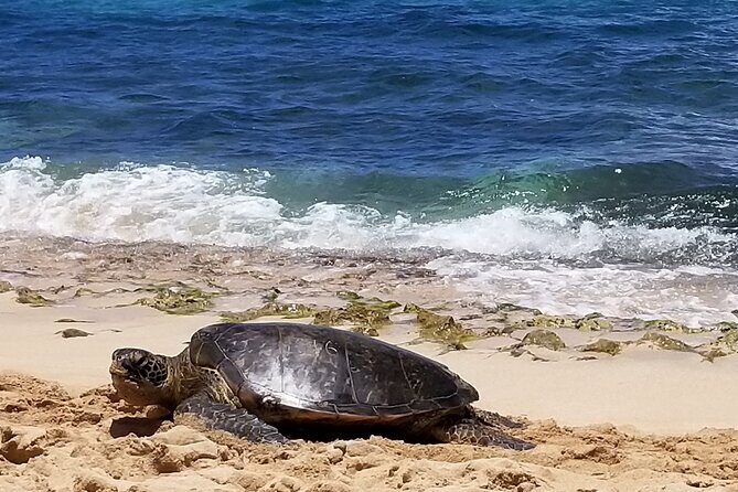 Private Dole,Garlic Shrimp, N.Shore, Haleiwa, Customizable tour - Key Points