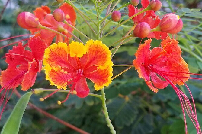 Private Dole,Garlic Shrimp,Haleiwa,North Shore Customizable tour - Frequently Asked Questions