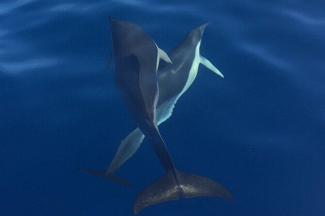 Private Dolphin and Whale Watching Tour in Madeira - Important Details & Practical Tips