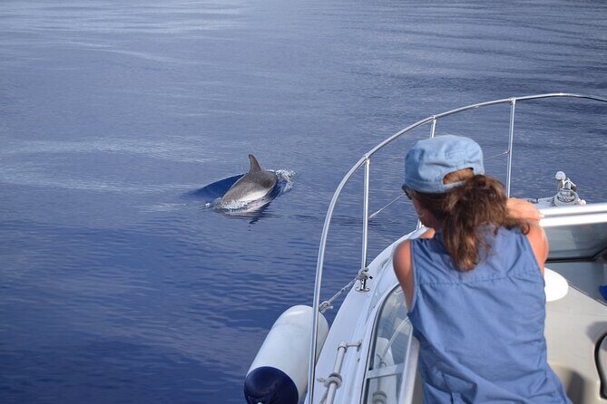 Private Dolphin and Whale Watching Tour in Madeira - Final Thoughts