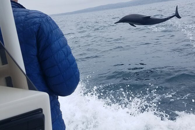 Private Dolphin and Whale Watching Tour in Newport Beach - What to Expect from the Tour