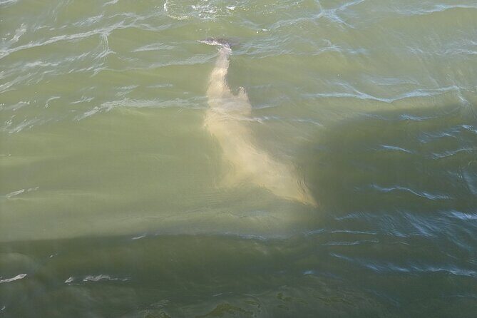 Private Dolphin Boat Tour in Hilton Head Island - Key Points