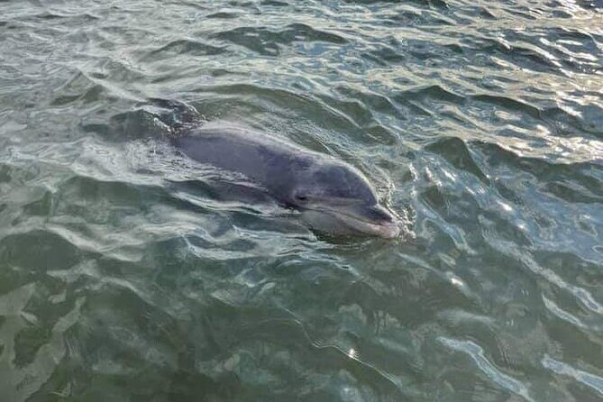 Private Dolphin Boat Tour in Hilton Head Island - Who Is This Tour Best For?
