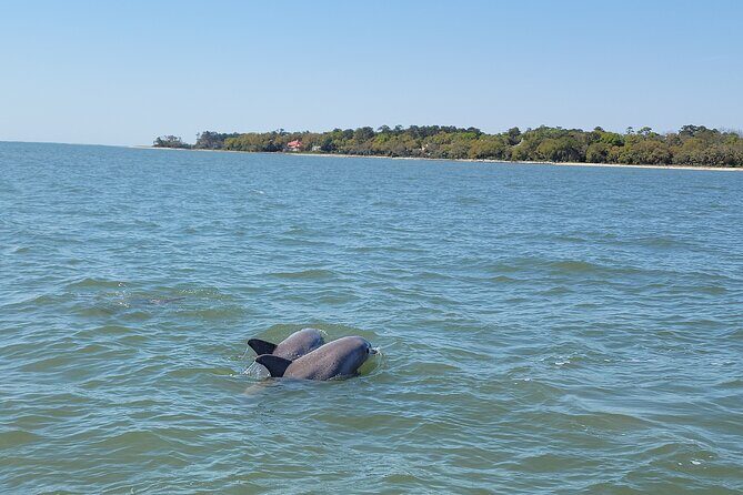 Private Dolphin Boat Tour in Hilton Head Island - FAQs