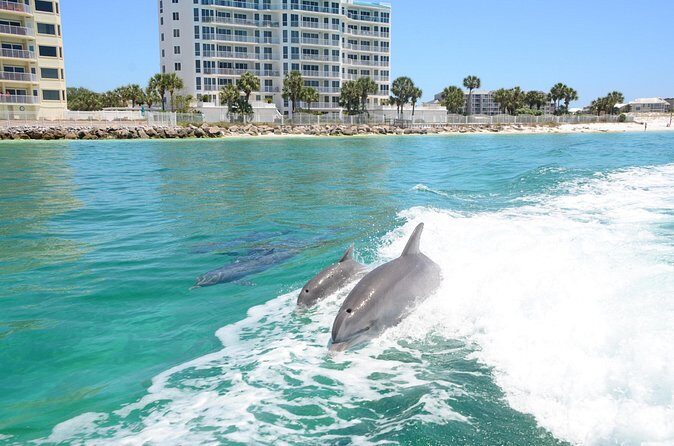 Private Dolphin Cruise - FAQs About the Private Dolphin Cruise