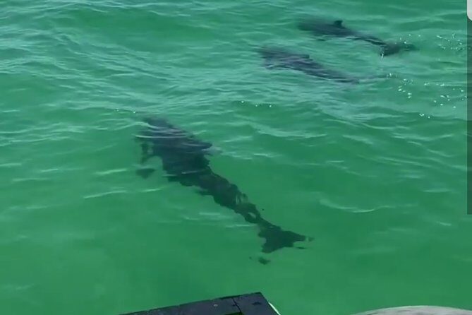 Private Dolphin Cruise in Destin holds 29 people - Final Thoughts