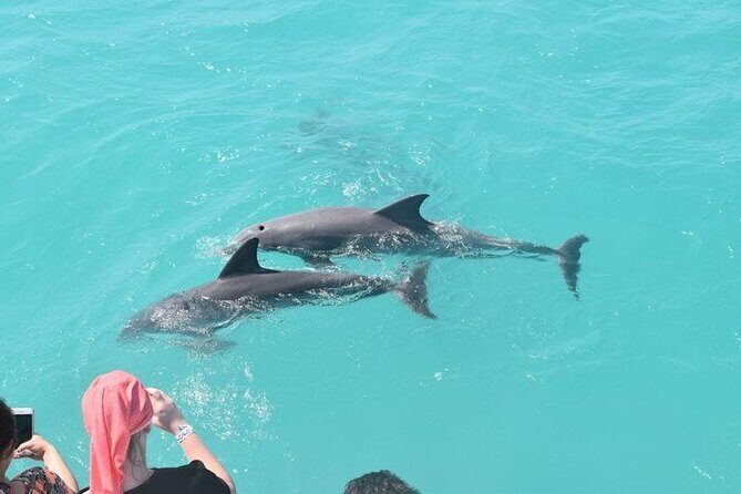 Private Dolphin Playground Safari - Pricing & Value