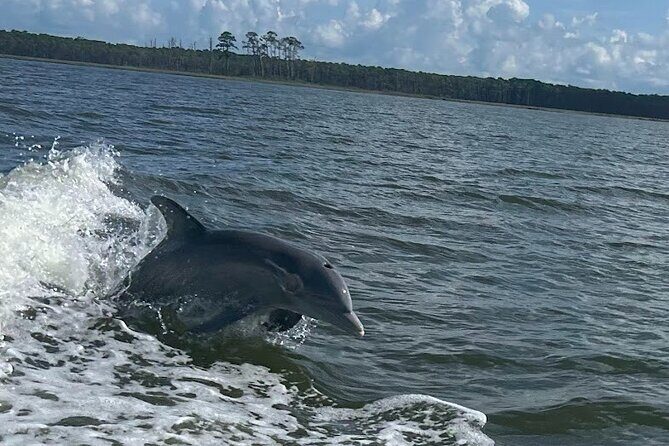 Private Dolphin Sightseeing Excursion - Key Points