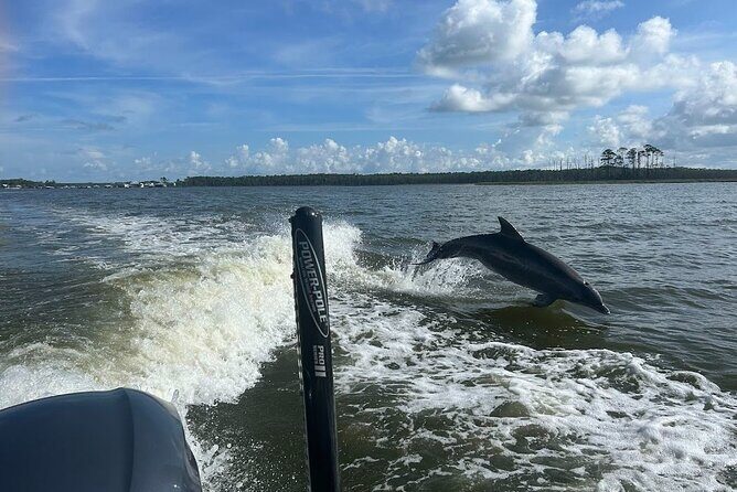 Private Dolphin Sightseeing Excursion - The Nitty-Gritty of the Tour