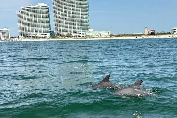 Private Dolphin Sightseeing Excursion - FAQ