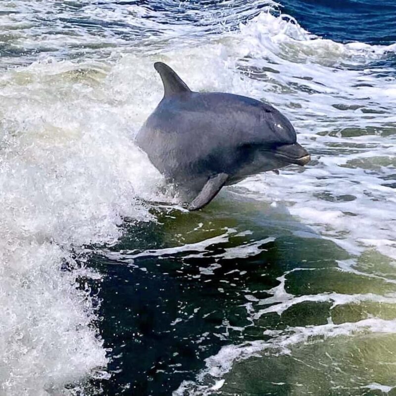 Private Dolphin Sightseeing Tour for up to 6, Pensacola Bch - Final Thoughts