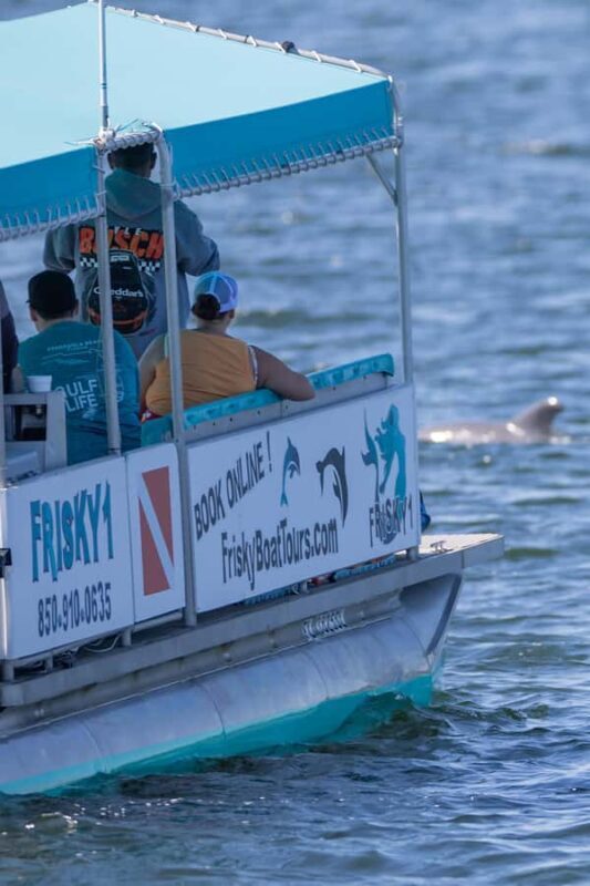 Private Dolphin Sightseeing Tour for up to 6, Pensacola Bch - FAQ