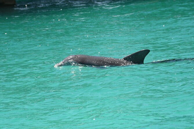 Private Dolphin Spotting Thrill Ride in Destin - What to Expect from the Tour Experience