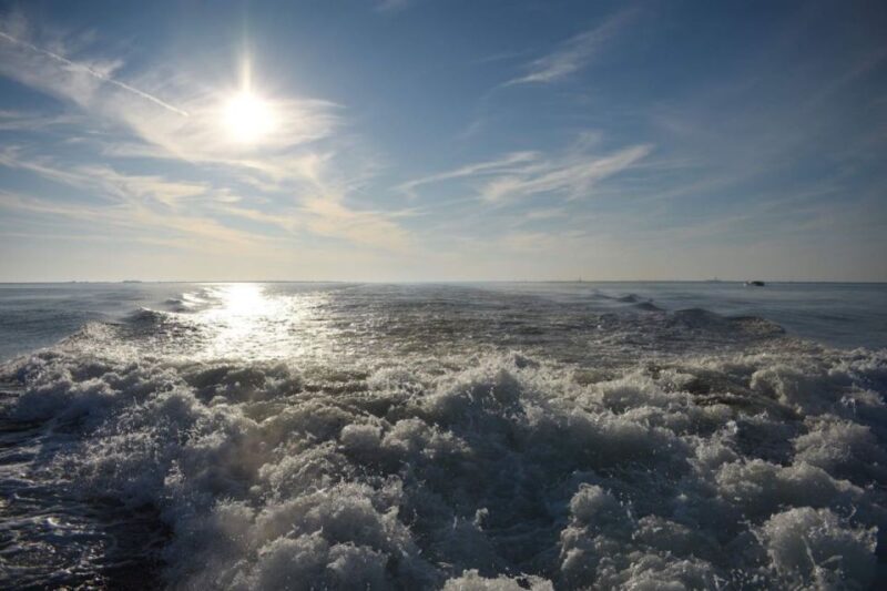 Private Dolphin Tour with Secluded Beach/Snorkel Stop - The Experience Provider