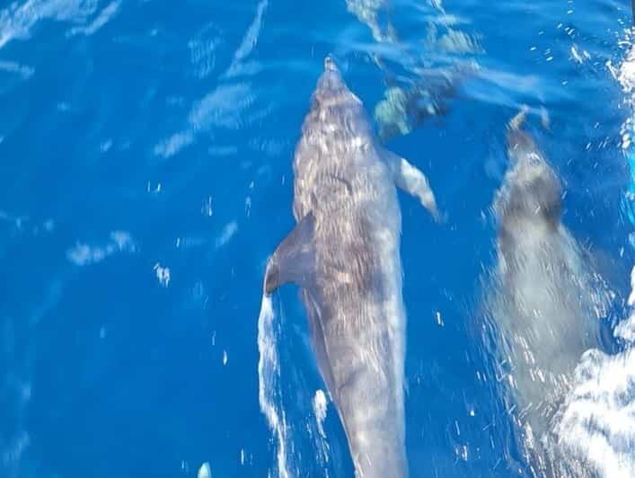 Private Dolphin Watch Boat Tour Port Aransas Texas - An In-Depth Look at the Private Dolphin Watch Boat Tour