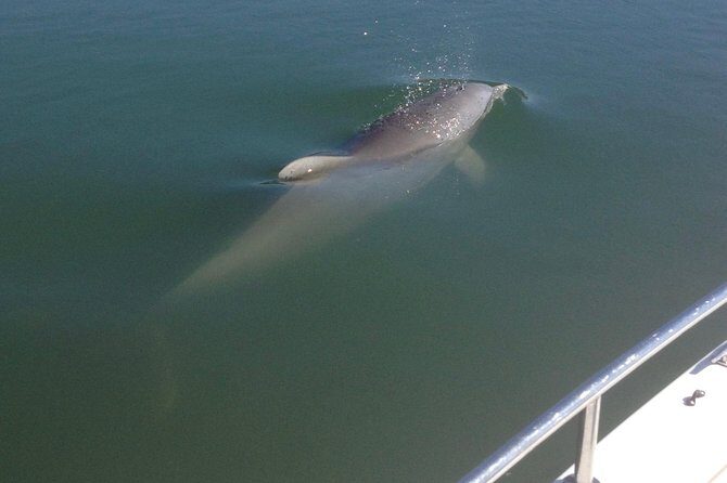 Private Dolphin Watch, Lighthouse and Ecological Boat Tours - Exploring the Private Dolphin Watch, Lighthouse and Ecological Boat Tours in Folly Beach