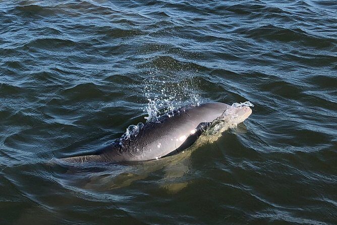 Private Dolphin Watch, Lighthouse and Ecological Boat Tours - Key Points