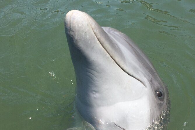 Private Dolphins and Daufuskie Island Stop Tour - The Experience in Detail