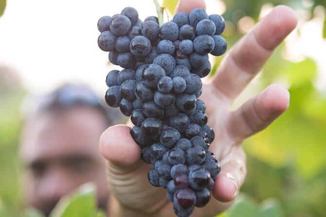 Private Douro Valley - Senses Experiences - Frequently Asked Questions