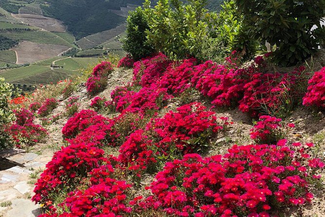 Private Douro Valley Tour Includes Wine Tasting and Boat Tour - Who is this tour best suited for?