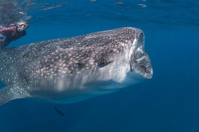 Private Driver english spoken - The Breakdown of What You Can Expect