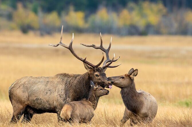 Private Driving Tour of the Rocky Mountain National Park - FAQ: Your Questions Answered