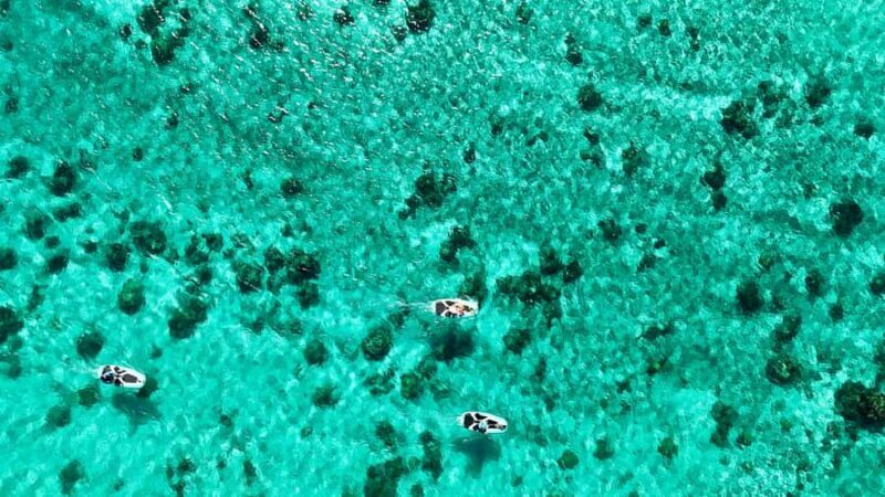 Private E-Board Tour of Moorea Lagoon - Why This Experience Resonates With Travelers