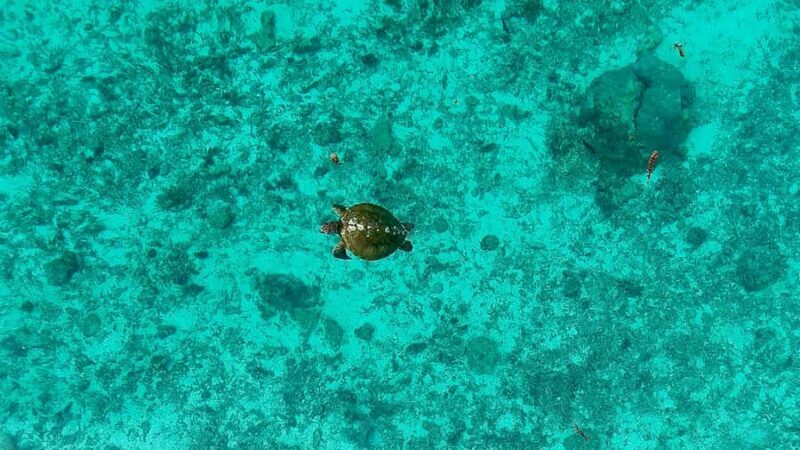 Private E-Board Tour of Moorea Lagoon - Practical Tips & Considerations