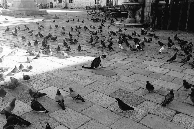 Private Early Morning Dubrovnik Tour - Key Points