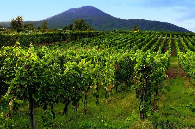 Private Educational Wine Tour, dedicated sommelier and trasport - Wine Tasting and Food Pairing